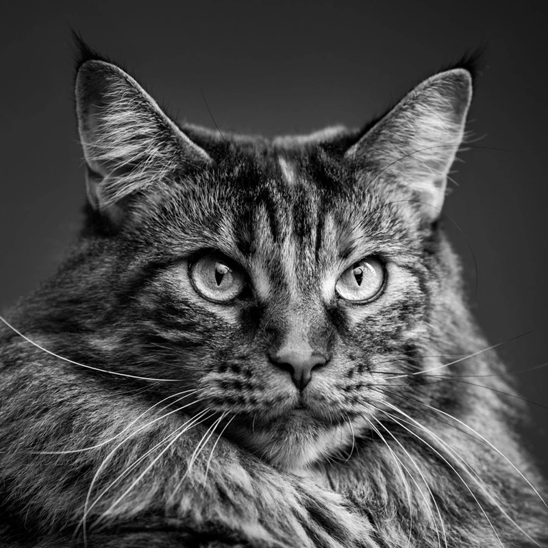 photographe-chiens-animaux-chat-strasbourg_styl-list-images_18